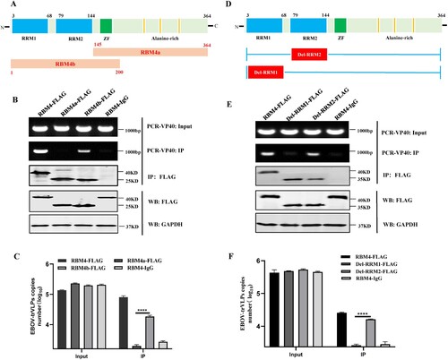 Figure 4. The N-terminal region RRM1 of RBM4 is the key domain in interacting with EBOV genome. (A) Schematic of two RBM4 mutants including N-terminal RBM4b and C-terminal RBM4a. (B–C) The plasmids encoding RBM4-FLAG, RBM4a-FLAG and RBM4b-FLAG were transfected with HEK293T cells. At 24 h p.t., EBOV-trVLPs assay were performed. At 72 h p.t., expression of RBM4 or its truncations and viral genome in cells were detected by WB and PCR, respectively. Then, the interaction between RBM4 or its truncations and viral genome was detected using RIP assay. (D) Schematic of two RBM4 mutants including delRRM1 with deleting RRM1 domain and delRRM2 with deleting RRM2 domain. (E–F) The plasmids encoding RBM4-FLAG, delRRM1-FLAG and delRRM2-FLAG were transfected with HEK293T cells. At 24 h p.t., EBOV-trVLPs assay was performed. At 72 h p.t., expression of RBM4 or its truncations and viral genome in cells were detected by WB and PCR, respectively. Then, the interaction between RBM4 or its truncations and viral genome was detected using RIP assay. The mean and SEM from one representative experiment (n = 3) of 3 independent experiments are indicated. ****P < 0.0001 (two-tailed Student t-test).