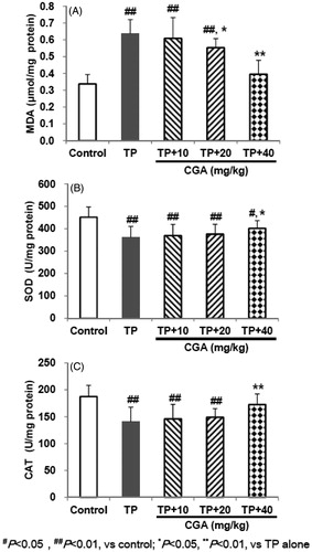 Figure 2. Effects of CGA on hepatic MDA (A), SOD (B) and CAT (C) levels in TP-exposed mice. Data are presented as mean ± SD (n = 10). Significant differences compared with the control group were designated as #p < 0.05 and ##p < 0.01, and with TP alone group as *p < 0.05 and **p < 0.01.