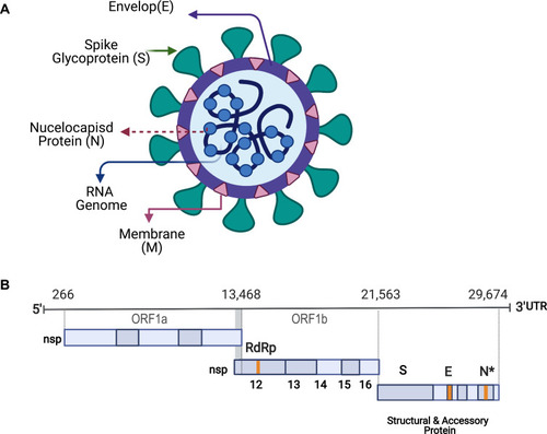 Figure 1 Schematic diagram of SARS-CoV-2: (A) SARS-CoV-2 is a positive-sense, single-stranded enveloped RNA.Notes: The lipid envelope (E) is studded with several spike (S) glycoproteins giving the virus a crown-like appearance. The membrane (M) glycoprotein is the most abundant structural protein and spans the envelope. (B) The 5′ end of the SARS-CoV-2 genome consists of open reading frame (ORF)1a/b that encodes a polyprotein, which is post-translationally cleaved into 16 non-structural proteins (nsp1–16), including RNA-dependent RNA polymerase (RdRp). The 3′ terminus of the viral genome contains ORFs encoding the four main structural proteins, spike (S), envelope (E), membrane (M), and nucleocapsid (N), as well as nine putative accessory factors. Figure created with BioRender.com. Figure adapted from Wang N, Shang J, Jiang S, Du L. Subunit vaccines against emerging pathogenic human coronaviruses. Front Microbiol. 2020;11:298.Citation30 Creative Commons Attribution License (CC-BY 4.0; https://creativecommons.org/licenses/by/4.0/legalcode).
