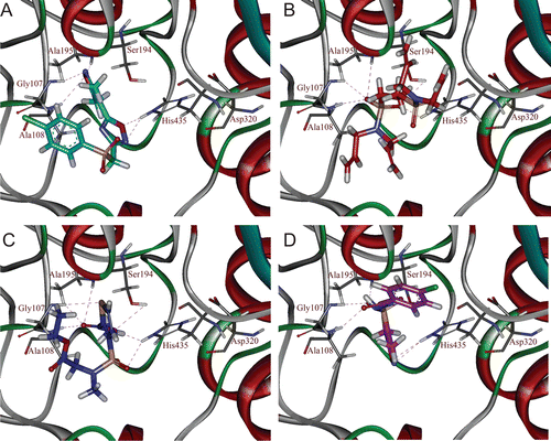 Figure 5.  Binding orientations of database hit compounds: (A) SEW00846, (B) NCI0040784, (C) GK03167, and (D) CD10645 are shown in cyan, red, blue, and magenta colours, respectively. Hydrogen bonds are shown in dotted lines.