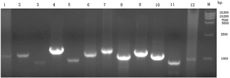 Figure 5. PCR products of 12 fragments of DTMUV-AH2011. 1, 2, 3, 4, 5, 6, 7, 8, 9, 10, 11, 12: 12 fragments displayed in order of primer; M: DNA marker DL 15000.