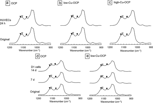 Figure 5. FTIR spectra of OCP (a, d), low-Cu-OCP (b, e), and high-Cu-OCP (c) before (original) and after incubations with HUVECs at 24 hours (a, b, c) and D1 cells at 14 days (d, e). Open and closed arrow heads indicate absorption bands of HPO4(5) and HPO4(6) vibrations at 1105 and 1121 cm–1, respectively. Rhombus indicates absorption bands of ν3 PO4 and ν3 HPO4 at 1070 cm–1.