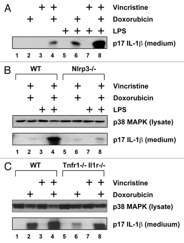 Figure 2. Doxorubicin and vincristine synergistically induce IL-1β production. BMDM from WT or mutant mice were pre-treated LPS for 4 h and then with doxorubicin, vincristine, or both for 18 h. Western blots of cell lysates and medium samples were then processed using antibodies against total p38 MAPK in the cell lysates (as loading control) or IL-1β in the medium. (A) LPS-primed or unprimed BMDM were treated with doxorubicin, vincristine, or both as indicated. (B) LPS-primed or unprimed BMDM from WT or Nlrp3−/− mice were treated with doxorubicin and vincristine as indicated. (C) LPS-primed BMDM from WT or Tnfr1−/− Il1r1−/− mice were treated with doxorubicin, vincristine, or both as indicated.