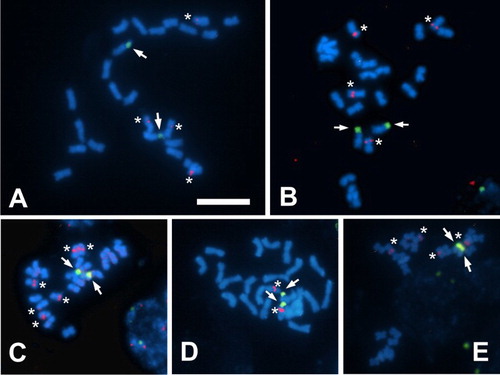 Figure 4. Fluorescent in situ hybridisation (FISH) in metaphasic chromosomes of Sclerophylax and Nolana. A, S. arnottii; B, S. spinescens; C, S. adnatifolia; D, N. divaricata; E, S. kurtzii. Arrows point to 18-5.8-26S signals (green) and asterisks indicate 5S signals (red). All at the same scale, bar = 10 µm. Notice that in N. divaricata the 18-5.8-26S and 5S signals are in the same chromosome but they are not embedded to each other.
