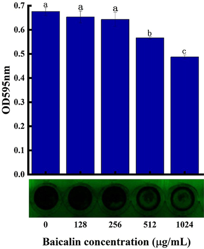 Figure 13 Effect of BAI on the biofilm clearance of S. aureus.