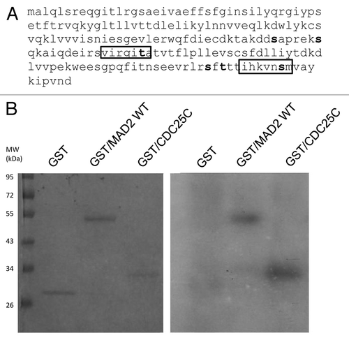 Figure 2. (A) Schematic representation of the Chk1 phosphorylatable sites on the Mad2 protein sequence. Specific S/T sites are evidenced in bold type. The boxes illustrate the two complete Chk1 phosphorylatable sites of Mad2. (B) In vitro kinase assay using wt recombinant GST-Chk1 in the presence of 32γ ATP and the positive recombinant substrate GST-Cdc25C, the putative recombinant substrate GST-Mad2 and the negative control GST. Left: SDS-PAGE stained with comassie blue. Right: autoradiography.