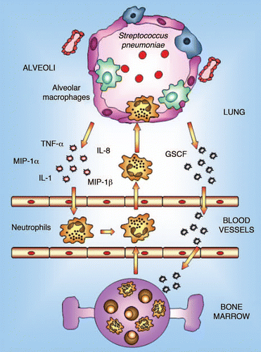 Figure 1 Innate immune response in lung. Alveolar macrophages constitute the first line of phagocytic defense against infectious agents and play a prominent role in lung immunity by initiating inflammation and immune responses. In the event that invading pathogens are too virulent or represent too large a load to be contained by macrophages alone, alveolar macrophages are capable of generating mediators that orchestrate the recruitment of large numbers of neutrophils from the pulmonary vasculature into the alveolar space. These neutrophils provide auxiliary phagocytic capacities that play a critical role in host defense against pathogens.