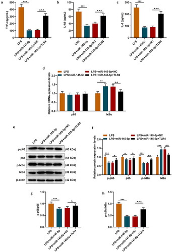 Figure 8. TLR4 overexpression significantly reversed the effect of EX-miR-145-5p on inhibiting inflammatory response and activating TLR4/NF- κB pathway in PC12 cells