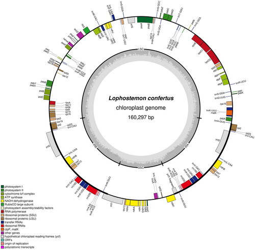Figure 2. The chloroplast genome map of Lophostemon confertus. Genes are shown outside and inside the outer circle are transcribed counterclockwise and clockwise, respectively. GC and AT contents across the chloroplast genome are shown with dark and light shading, respectively, inside the inner circle.