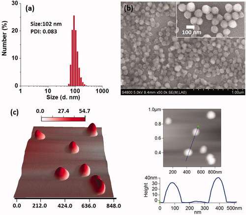 Figure 1. (a) DLS measurement, (b) SEM images and (c) AFM images of DOX NCs. Among them, the inserted graph of (b) was the NCs samples with a 2 nm layer of Au, and the AFM study contained 3D image, height image and cross-sectional analysis.