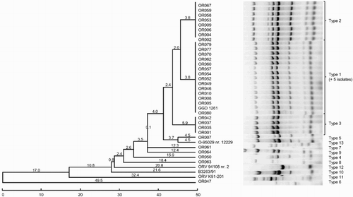 Figure 2. Dendrogram grouping the O. rhinotracheale isolates based on the ERIC-PCR results using the unweighted pair group method with the arithmetic average method.