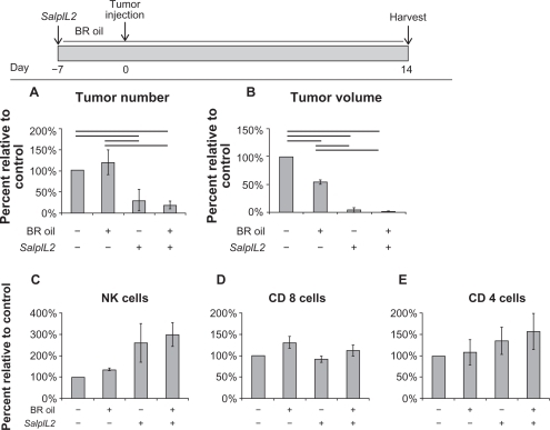 Figure 5 Effect of black raspberry (BR; Rubus occidentalis) seed oil and SalpIL2 on the prevention of experimental hepatic metastases in mice. A single oral administration of SalpIL2 and initiation of BR (shaded area) seed oil diet 10% w/w was given to animals on Day −7. On Day 0, 5x104 MCA-38 cells were injected intrasplenically and animals were maintained for 14 additional days. Tumor and hepatic lymphocyte data collected on Day 14 (see diagram above). Tumor number (A) and tumor volume (B) in animals fed a diet consisting of BR with and without SalpIL2. Hepatic natural killer (NK) (C), CD8+ T (D), and CD4+ T cell response (E) to SalpIL2 and BR oil in tumor burden mice on Day 21.
