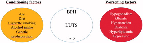 Figure 1. Risk factors of lower urinary tract symptoms/benign prostatic hyperlasia and erectile dysfunction.