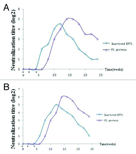 Figure 3. The neutralizing ability assay of anti-EV71 antibody in vitro. The sera were collected from the immunized rabbits at different time points were serially diluted, mixed with A(BrCr) (Fig. 3A) and C(C4) (Fig. 3B) subtype EV71 virus and then were used to infect RD cells. After 5 d, CPE was observed and the maximun dilution that gave no CPE was determined as the neutralization titer. The rabbits were injected with 2 µg P1 protein and heat- inactivated EV71 respectively on day 0, day 14, and day 28 (indicated by *). (A) The neutralizing ability assay of anti-EV71 antibody against A (BrCr) EV71 in vitro. (B) The neutralizing ability assay of anti-EV71 antibody against C(C4) EV71 in vitro.