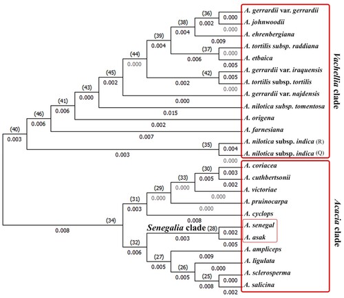 Figure 2 Phylogeny tree of 24 taxa of Acacia based on rbcL locus using Maximum Likelihood Tree Method.