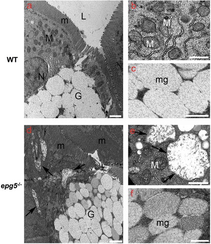 Figure 6. Ultrastructural changes in the intestine of epg5-/- mutants. Transmission electron microscopy of 8-dpf WT (a–c) and epg5-/- (d–f) larvae, showing swelling of mitochondria (arrows in D and E) and increased density of mucous granules within goblet cells (asterisks in D and F) in epg5-/- larvae. G, goblet cell; L, lumen; M, mitochondrion; m, microvilli; mg, mucous granules; N, nucleus. Scale bar: 400 nm.