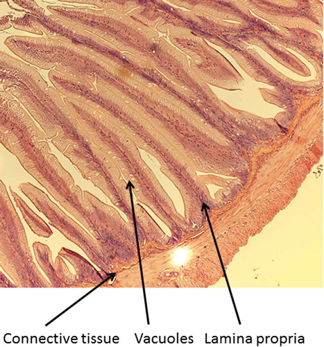 Figure 3. Distal intestine of rainbow trout receiving 80% bioprocessed soybean meal.