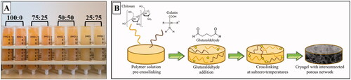 Figure 1. (A) The image of composite cryogels prepared at different polymer ratios. (B) The schematic representation of the cryogelation process steps occurred between chitosan and gelatine in the presence of glutaraldehyde.