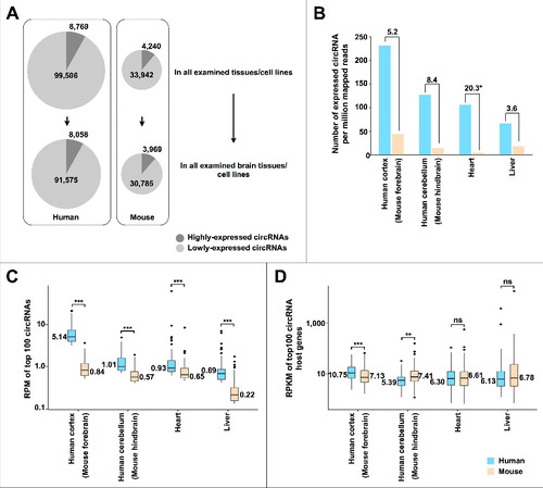 Figure 1. Comparison of human and mouse circRNAs. (A) More circRNAs are detected in human than in mouse. The highly-expressed circRNAs with RPM ≥ 0.2 in RNase R-treated samples or RPM ≥ 0.1 in all other samples are marked in dark gray. (B) More circRNAs are detected in human (blue) than in mouse (yellow) after normalized by sequencing depth. (C) The expression level of top 100 circRNAs in human (blue) is higher than those in mouse (yellow). ** p value < 0.01, *** p value < 0.001, Wilcoxon rank-sum test. (D) The expression level of top 100 circRNA cognate mRNAs is similar between human (blue) and mouse (yellow). ** p value < 0.01, *** p value < 0.001, Wilcoxon rank-sum test.