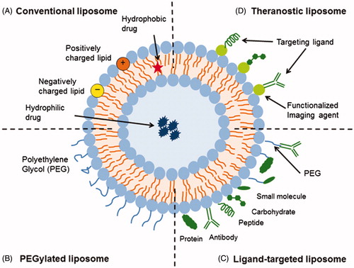 Figure 1. Schematic representation of the different types of liposomal drug delivery systems including (A) conventional (B) PEGylated (C) ligand-targeted and (D) theranostic liposomes. In addition, the site of hydrophobic and hydrophilic drug placing has shown. (Taken from Susan Hua work, with permission from author and journal) (Sercombe et al., Citation2015).