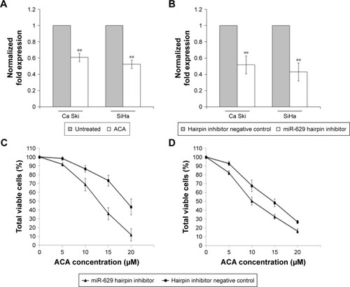Figure 1 ACA downregulates miR-629 expression and suppression of miR-629 enhances sensitivity toward ACA. (A) Expression level of miR-629 as measured by RT-qPCR following treatment with ACA. (B) Expression level of miR-629 as measured by RT-qPCR after transfection with miR-629 hairpin inhibitor. (C, D) Dose–response curves on Ca Ski (C) and SiHa (D) cells transfected with miR-629 hairpin inhibitor followed by treatment with ACA.
