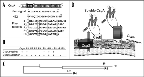 Figure 1 R1 and R5 play important roles in guiding CsgB-responsiveness and CsgA seeding. (A) A schematic of the CsgA primary structure, including a Sec signal sequence (which is cleaved after translocation across the cytoplasmic membrane), N-terminal 22 residues involved in secretion through the outer membrane and five repeating units comprising a protease-resistant amyloid core. The regularly spaced Ser, Gln and Asn residues in each repeating unit are enclosed in boxes. (B) A summary of the interactions between CsgA and CsgB (heteronucleation), or CsgA derivatives (seeding). A “+” means that the interaction reduces the CsgA lag phase. A “−” means that the interaction has little or no affect on the CsgA lag phase. CsgA seeding was measured as previously describedCitation11 and CsgB heteronucleation was measured by the overlay assay.Citation10 (C) Phylogram of consensus sequences (SerX5GlnX4AsnX5Gln) of five repeating units. The sequence similarity and identity between consensus sequence of R3 and R5 are higher than those between R1 and R5. (D) The nucleation model of CsgA in vivo polymerization. Curli assembly is governed by surface-localized CsgB (heteronucleation) and by the growing fiber tip (homonucleation). CsgG is the major component of the curli secretion apparatus that directs CsgA and CsgB across the outer membrane. After secretion from the periplasm to extracellular space, R1 and R5 of CsgA can interact with CsgB or fiber tips, initiating curli formation.