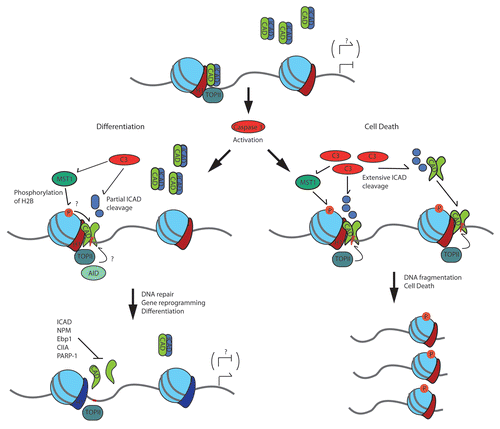 Figure 1 Caspase 3 activation balances the dissemination of CAD induced DNA strand breaks for gene reprogramming or fragmentation. This model depicts several factors that may regulate CAD induced DNA strand breaks in physiologic and apoptotic conditions.