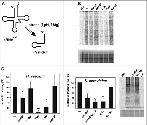 Figure 1. Val-tRF inhibits translation in vivo. (A) Under specific stress conditions, particularly under alkaline stress and elevated magnesium conditions (24), the valine tRNA(GAC) isoacceptor is processed to give rise to a 26-residue long 5′-tRF. (B) Metabolic labeling in H. volcanii spheroplasts in the absence (−) or presence of Val-tRF, Ile-tRF or an all DNA version of Val-tRF, named Val-tDF. The antibiotics thiostrepton (Thio) and puromycin (Pmn) served as translation inhibition controls. The background (bkg) represents radioactive bands measured in the absence of any incubation. A representative SDS page of the newly synthesized 35S-labled proteins is shown (upper gel). The coomassie stained gel part underneath the autoradiogram serves as loading control. (C) Quantification of the lane intensities obtained in the metabolic labeling experiments in H. volcanii are shown whereas the activity in the absence of any transformed synthetic RNA (−; mock) is set to 100%. The background values (see above) were subtracted from all other samples. The mean and standard deviations of 4 independent experiments are shown. (D) The H. volcanii Val-tRF also inhibits metabolic labeling in S. cerevisiae spheroplasts. The mean and standard deviations of 4 independent experiments are shown. Cycloheximide (CHX) and an already characterized yeast rancRNA (rancRNA_18) served as inhibition controls. A representative SDS PAGE of newly synthesized proteins after the 35S-methionine spike is shown. The coomassie stained gel part underneath the autoradiogram serves as loading control. In (C) and (D) significant differences relative to the mock control (−) were determined using the 2-tailed paired Student's t-test (***p < 0.001, **p < 0.01, *p < 0.05).