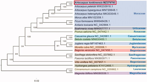 Figure 1. The ML phylogenetic tree based on the complete chloroplast genomes of Artocarpus tonkinensis and other 19 species, with Cinnamomum camphora and Magnolia liliiflora as outgroups. Numbers near the nodes represent ML bootstrap value.
