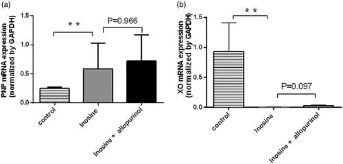 Figure 4. Reverse transcription-qPCR analysis of PNP and XO in the liver tissues. Data are presented as mean ± SEM, n = 5/group. **p< 0.01 vs. control monkeys.