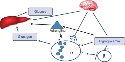 Figure 2 Mechanisms of glucose counterregulation.
