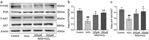 Figure 5. NAS affected the expression of PI3K/AKT signaling pathway proteins in H2O2-induced PC12 cells (a) The protein levels of PI3K, p-PI3K, AKT and p-AKT in each group were detected by Western blotting. (b) Quantitative analysis of p-PI3K/PI3K ratio. (c) Quantitative analysis of p-AKT/AKT ratio. The results were expressed as mean ±SD (n = 3). ##p < .01 vs. Control group; *p < .05 or **p < .01 vs. H2O2group.