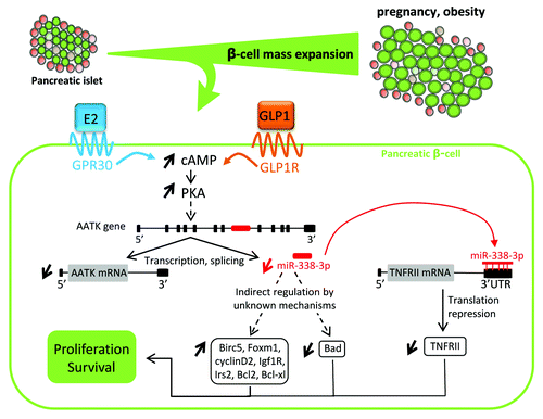 Figure 1. Model explaining the regulation of miR-338-3p expression and its mode of action. Under insulin resistance conditions associated with pregnancy and obesity, the augmented insulin needs are covered by an increase in the β-cell mass and in hormone secretion. The rise in cAMP levels resulting from occupation of GPR30 and GLP1 receptors leads to protein kinase A activation. This causes reduction of AATK gene transcription and decreased production of miR-338-3p that is generated from the seventh intron of the AATK mRNA. The presence of reduced amounts of miR-338-3p promotes the expression of proliferative and/or anti-apoptotic genes, such as Birc5, Foxm1, cyclin D2, Igf1R, Irs2, Bcl2 and Bcl-xl, and reduces the expression of the pro-apoptotic gene Bad. miR-338-3p will also directly inhibit TNFRII mRNA translation by binding to its 3′UTR. Collectively, these events will result in β-cell proliferation and improved survival, permitting adaptive β-cell mass expansion to meet the increased insulin needs during pregnancy and obesity.