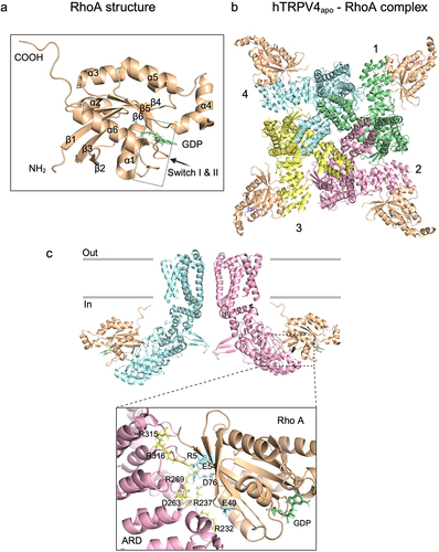 Figure 3. hTRPV4 interactions with RhoA GTPase. a, cartoon representation of the RhoA structure. The RhoA protein is bound to GDP (green sticks). b, the homotetramer of the human TRPV4 in complex with RhoA is shown; each subunit of TRPV4 is identified with a different color, RhoA (wheat) is shown interacting with the TRPV4 bottom layer; the stoichiometry is 1:1. c, lateral view of two subunits of TRPV4 in complex with RhoA and a close-up view of the interaction zone between the ARD of hTRPV4 (yellow sticks) and the β sheets of RhoA (blue sticks). PDB: 8FC9 (resolution 3.75 Å) [Citation52,Citation53]. Created with PyMOL and BioRender.com.