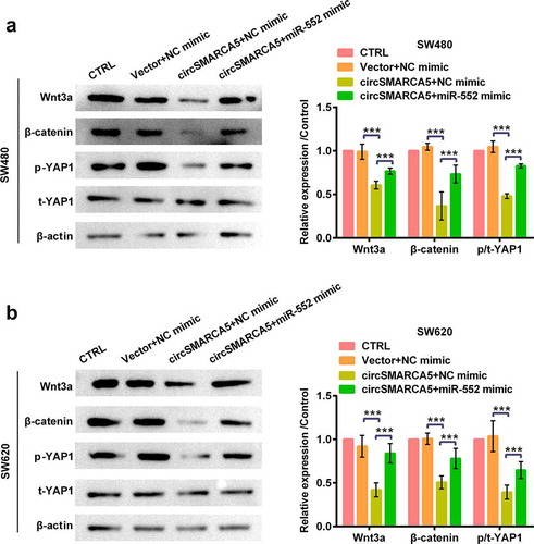 Figure 8. Impacts of circSMARCA5 on Wnt and YAP1 pathways. SW480 and SW620 cells were transfected with circSMARCA5 overexpressing plasmid (or vector) and miR-552 mimic (or mimic NC). (a-b) Western blot of total protein extracted from transfected cells were probed for wnt3a, β-catenin and phosphorylated YAP1 (p-YAP1) and total YAP1 (t-YAP1). *** p < 0.001