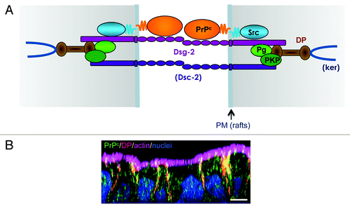 Figure 2. PrPC is a component of desmosomes in intestinal epithelial cells. (A) Proposed model for PrPC and Src interaction with the desmosomal complex within raft microdomains of the plasma membrane (PM). PrPC interacts with Src kinaseCitation48 and with the desmosomal proteins desmoglein-2 (Dsg-2), plakoglobin/γ-catenin (Pg), plakophilin-2 (PKP) and desmoplakin (DP).Citation50 The other desmosome components desmocollin-2 (Dsc-2) and keratins (ker), which were not detected in PrPC immunoprecipitates, are shown between brackets. Note that PrPC-PrPC trans-interaction is still hypothetical (see text). (B) Confocal imaging (XZ view) showing colocalization of PrPC with the desmosomal protein desmoplakin (DP) along the lateral membrane of highly polarized Caco-2/TC7 enterocytes. Actin was stained by phalloidin and nuclei by DAPI. Scale bar: 10μm.