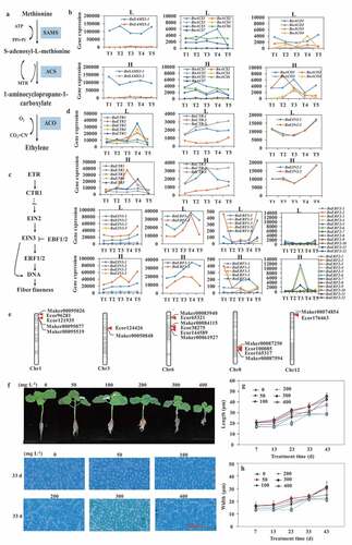 Figure 5. A proposed model of ramie fiber formation. (a) overview of ramie fiber formation. (b) and (c) pathway of cellulose and lignin biosynthesis, respectively. The heatmap showed the FPKM of each corresponding gene. The number 1–5 under the heatmaps denotes the T1, T2, T3, T4, and T5 of the low fiber fineness ramie variety (L), respectively, and 6–10 denotes the T1, T2, T3, T4, and T5 of the high fiber fineness ramie variety (H), respectively.