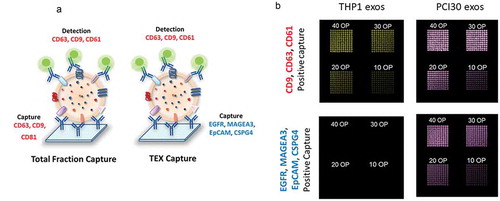 Figure 2. The microarray system developed for the capture of total exosomes or tumor-derived exosomes (TEX) from plasma. (a): Schematic depiction of the method. A cocktail of mAbs was bioprinted on a microarray plate, using anti-CD63, anti-CD9, and anti-CD81Abs for the capture of total exosomes and anti-EGFR, anti-MAGEA3, anti-EpCAM and anti-CSPG-4 Abs for TEX capture. The Abs are specific for antigens overexpressed on HNSCC and carried by HNSCC-derived exosomes. Total exosomes isolated from plasma by SEC were applied to the microarray and visualized with a detection cocktail of labeled anti-CD63, anti-CD9 and anti-CD61 Abs. (b): Evaluation of the method and titration of the capture Abs. As expected, THP1-derived exosomes did not bind to the microarray bioprinted using the Abs specific for antigens expressed by HNSCC. In contrast, PCI30-derived exosomes (TEX) bound to microarrays capturing total exosomes as well as microarrays capturing TEX. To optimize capture, different concentrations of primary Abs were tested as numbers of over prints (OPs), where 10 is the lowest OP, 40 is the highest OP, with the best results obtained at 40 OP.