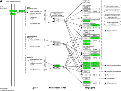 Figure S2 Maps of the three identified KEGG pathways.Notes: (A) PPAR signaling pathway; (B) pyruvate metabolism pathway; and (C) cell cycle pathway. In the maps, red chips represent up-regulated DEGs, while green chips represent down-regulated DEGs. Copyright © Kanehisa Laboratories. Reproduced with permission.Citation1Abbreviations: KEGG, Kyoto Encyclopedia of Genes and Genomes; DEGs, differentially expressed genes.