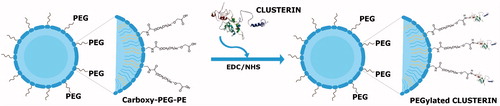 Figure 1. Schematic representation of the conjugation reaction between PEG-functionalized liposomes and the protein CLU via a carboxy-to-amine reaction in the presence of the crosslinker and stabilizer EDC and NHS.