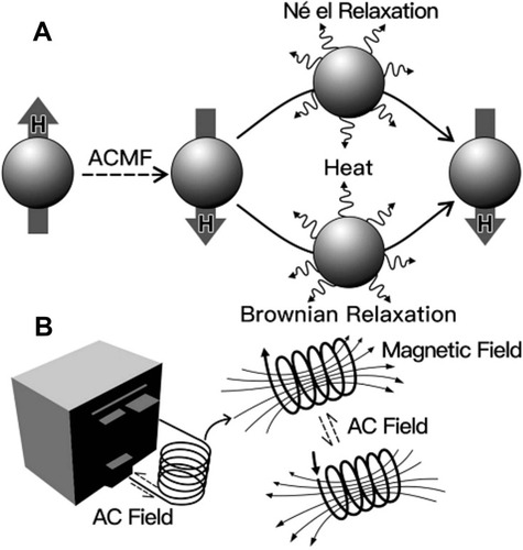 Figure 1 Diagrams of magnetic nanoparticles (A) Magnetic nanoparticles are heated under alternating magnetic field (ACMF); (B) ACMF installation. Reprinted with permission from Yoo D,Lee JH,Shin TH,Cheon J. Theranostic magnetic nanoparticles [J]. Acc. Chem. Res. 44(10):863–874. Copyright (2011) American Chemical Society.Citation48 