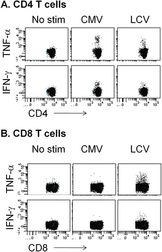 Figure 2.  Intracellular cytokine staining and flow cytometry for measuring T-cell responses to CMV or LCV. To detect T-cell responses by flow cytometry, PBMC from cynomolgus macaques are stimulated with lysates from either CMV- or LCV-infected cells, as described in Figure 1 and in the text. However, cells are stimulated in the presence of brefeldin A to block cytokine secretion. After 6 h of stimulation, cells are stained with antibodies against desired surface antigens. Cells are subsequently fixed, permeabilized, and stained with antibodies against cytokines such as IFNγ and TNFα. Cells are analyzed using a multi-parameter flow cytometer. A representative example of data obtained from untreated cynomolgus macaques is shown. Stimuli are shown at the top of each set of plots (no stim = no stimulant added) and parameters analyzed are shown with axis labels. (A) Responses of CD4 T-cells (CD3+CD4+CD8−). (B) Responses of CD8 T-cells (CD3+CD8+CD4−).