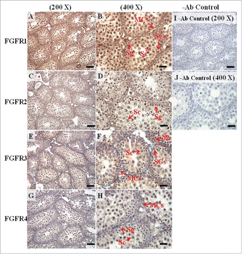 FIGURE 10. The expression patterns of FGFR1, FGFR2, and FGFR3 on postnatal day (pnd) 20 in mice testis. The expression patterns of FGFR1 (A and B), FGFR2 (C and D), FGFR3 (E and F), and FGFR4 (G and H) on pnd 20 mice testis were detected using immunohistochemistry. Control sections without a primary antibody treatment are arranged on right side of the figure (I and J). The long arrow indicates the cell types as illustrated by the abbreviation: MCs, myoid cells; SCs, Sertoli cells; Sg, spermatogonia; and Sc, spermatocyte. Scale bar = 50 µm (200 ×) and 19 µm (400 ×).