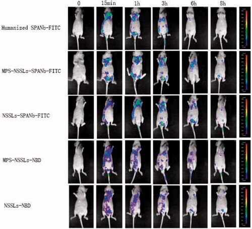 Figure 4. Real-time in vivo imaging of nude mice injected with different agents. In vivo imaging showed that MPS-NSSLs-SPANb-FITC and humanized SPANb-FITC apparently accumulated in the lung of nude mice 15 minutes after being injected in the nude mice, and the pulmonary accumulation remained substantial 3 h after the injections. The experiment was repeated three times. Red arrows are pointing to the pulmonary accumulation of the agents.
