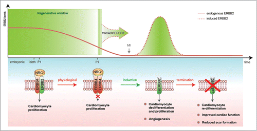 Figure 1. Transient activation of ERBB2 signaling as a strategy for heart regeneration. A schematic diagram of the role of ERBB2 in controlling post-natal cardiomyocyte proliferation and heart regeneration. ERBB2 levels diminish in cardiomyocytes during the first week after birth contributing to the cardiomyocyte cell cycle withdrawal. Transient induction of a constitutively active ERBB2 (caERBB2) in cardiomyocytes following myocardial infarction (MI) triggers cardiomyocyte dedifferentiation and proliferation as well as increased angiogenesis. Termination of the ERBB2 signaling facilitates cardiomyocyte re-differentiation leading to reduced scar formation and improved cardiac function.