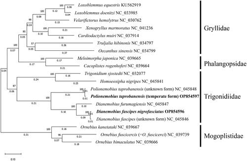Figure 3. Maximum likelihood phylogenetic tree of 19 Grylloidea species with 1000 bootstraps. Bold text denotes species of which the sequences were newly revealed in this study. The amino acid sequences of the 13 PCGs of following species were also used: L. equestris KU562919 (Yang et al. Citation2016), L. doenitzi NC_033985 (unpublished), V. hemelytrus NC_030762 (Yang et al. Citation2016), X. marmoratus NC_041236 (Ma et al. Citation2019a), C. muiri NC_037914 (Dong et al. Citation2017), T. hibinonis NC_034797 (Li et al. Citation2019), O. sinensis NC_034799 (Li et al. Citation2019), M. japonica NC_039665 (Ma and Li Citation2018), C. rogenhoferi NC_039664 (Ma and Li Citation2018), T. sjostedti NC_032077 (Song et al. Citation2016), H. nigripes NC_045841 (Ma et al. Citation2019b), P. taprobanensis (unknown form) NC_045848 (Ma et al. Citation2019b), P. taprobanensis (temperate form) OP854597, D. furumagiensis NC_045847 (Ma et al. Citation2019b), D. fascipes nigrofasciatus OP854596, D. fascipes (unknown form) NC_045846 (Ma et al. Citation2019b), O. kanetataki NC_039667 (Ma and Li Citation2018), O. fuscicercis NC_039739 (Ma and Li Citation2018), and O. bimaculatus NC_039666 (Ma and Li Citation2018).