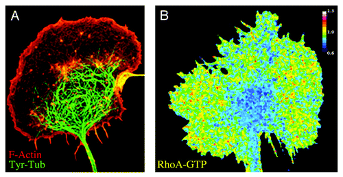 Figure 3. Distribution of MTs, F-actin, and RhoA-activity in growth cones of developing neurons. (A) Double immunofluorescence micrograph showing an axonal growth cone of a cultured dorsal root ganglion cell (DRG) stained with phalloidin (red; F-actin) and a monoclonal antibody against (mAb) against tyrosinated tubulin (green; Tyr-tubulin). Dynamic MTs containing Tyr-tubulin predominate in the central growth cone region (C domain); the peripheral lamellipodial veil contains very few MTs. (B) FRET map image showing Rho-A activity in a growth cone of a DRG neuron. FRET measurements were performed using a unimolecular RhoA biosensor3,33 and a radiometric method. RhoA activity is low in the central MT-enriched growth cone domain and high in the actin-rich peripheral lamellipodial veil.