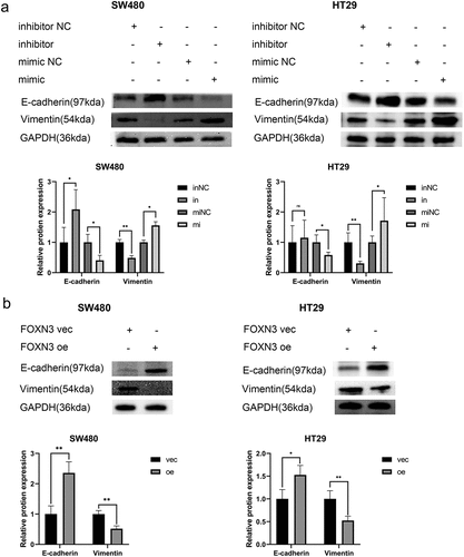 Figure 6. miR-135b-5p/FOXN3 activates the EMT process. (A) E-cadherin, Vimentin expression were detected by western blotting. (B) E-cadherin and Vimentin protein expression in SW480 and HT29 cells after transfection with FOXN3 plasmid or pcDNA3.1(+) vector by western blot analysis.