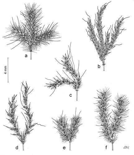 Figure 3. Inflorescences. Thicker lines indicate spikelets, internodes, pedicels, and awns; thinner lines indicate trichomes. (a) Anatherum eucomum, (b) Anatherum ivohibense, (c) Anatherum cordatum, (d) Anatherum africanum, (e) Anatherum glomeratum, (f) Anatherum lindmannii. Scale bar, 4 mm. Drawn by Christabel King.