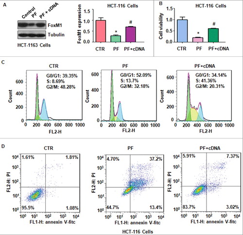 Figure 3. Overexpression of FoxM1 abrogated PF-induced cell growth inhibition and apoptosis.